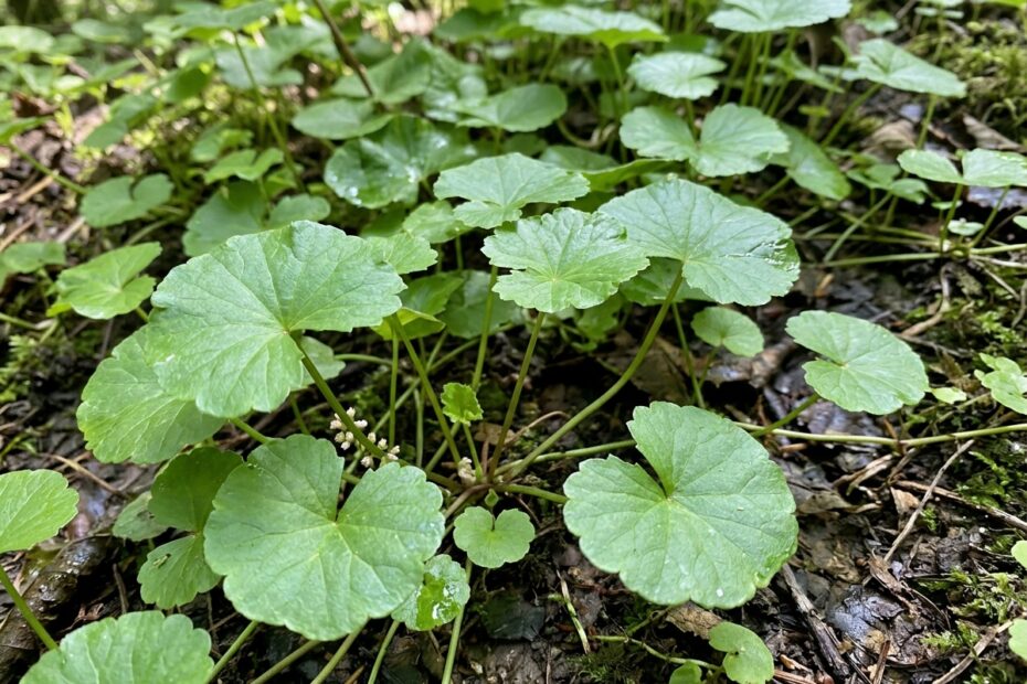 cica, comment utiliser la centella asiatica, soin cica, routine peau sensible, barrière cutanée